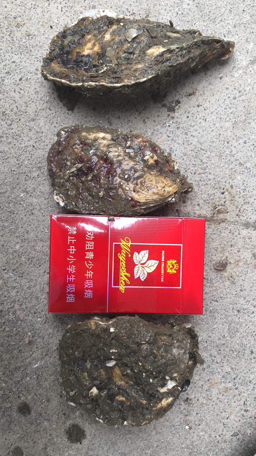  廣東生蠔鮮活汫洲蠔肉燒烤蠔精挑牡蠣海鮮水產(chǎn)高壓鍋蠔頭