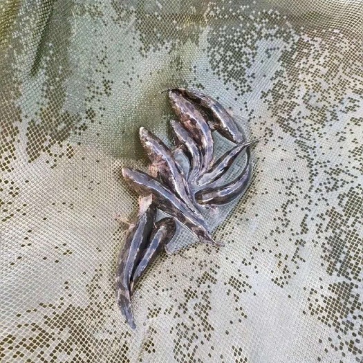 东莞市 大量批发 笋壳鱼 淡水笋壳鱼苗批发 现货销售 鱼苗活体