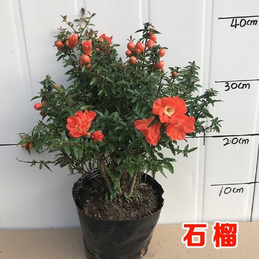 平邑县石榴盆景 红石榴盆景