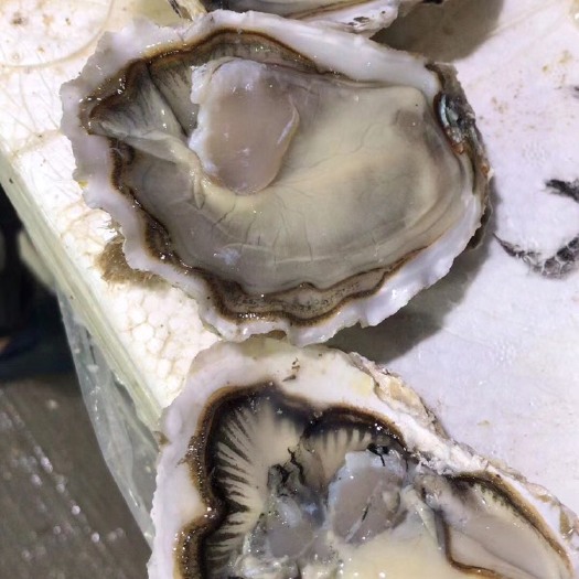 乳山市乳山牡蛎 海水 2-3两/只 3-4两/只 4-5两/只 5-6两/只 6两以上/只   鲜活水产