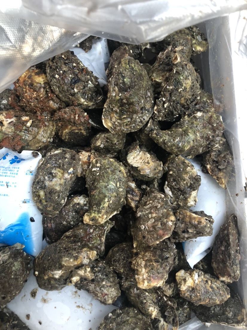  廣東生蠔鮮活汫洲蠔肉燒烤蠔精挑牡蠣海鮮水產(chǎn)高壓鍋蠔頭