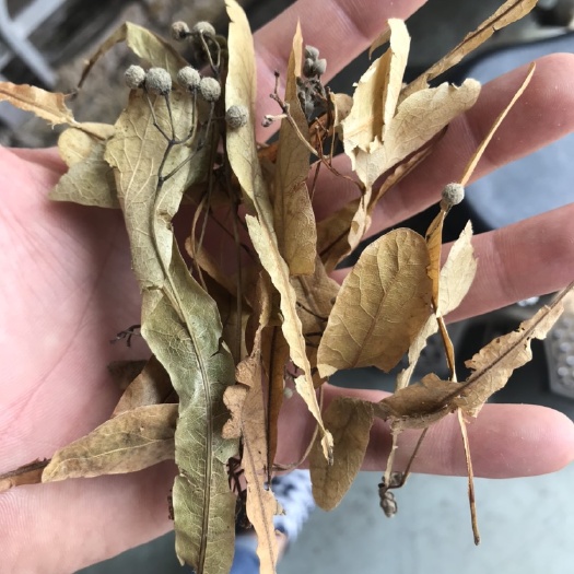 亳州赤灵芝 椴木赤芝 中药材椴树花