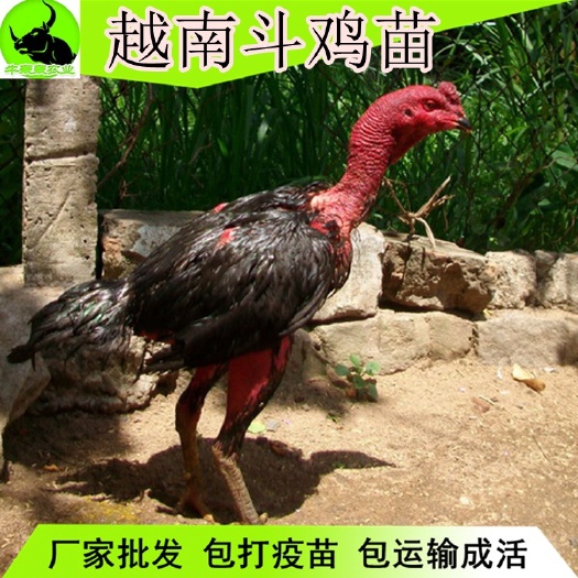 南宁 正宗越南鬼子斗鸡苗批发  包邮价
