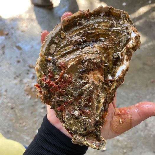 诏安县 福建生蚝，产地直发，当天起水当天发货，货源充足，量大从优