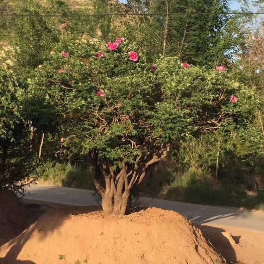 临夏县 国花牡丹出售，适合各种豪宅别墅