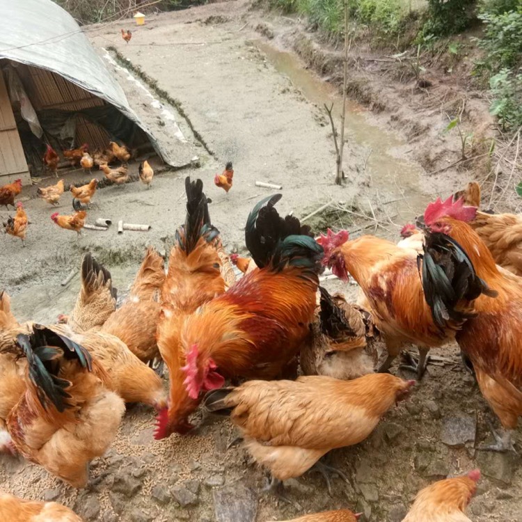 洪江市 大山深处散养土鸡杂粮喂养的