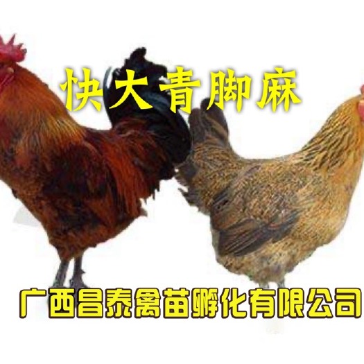 南宁青脚麻鸡苗 统货