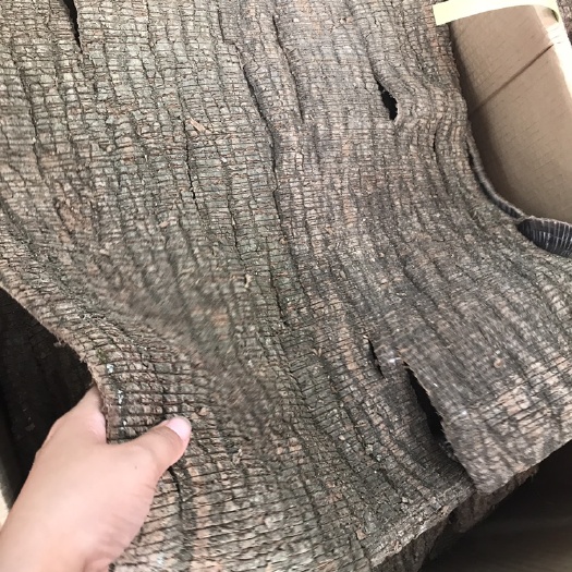 杜仲皮 杜仲皮大块切丝