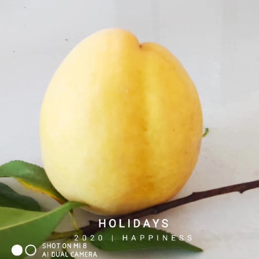 炎陵县 炎陵锦绣红心黄桃