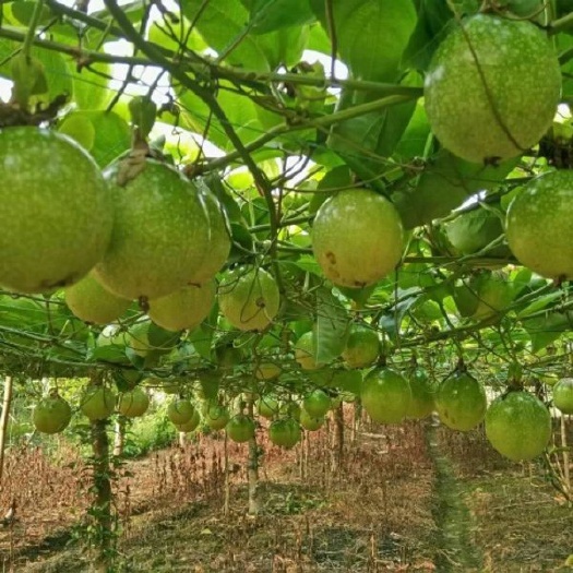 钦州钦蜜9号黄金百香果小果