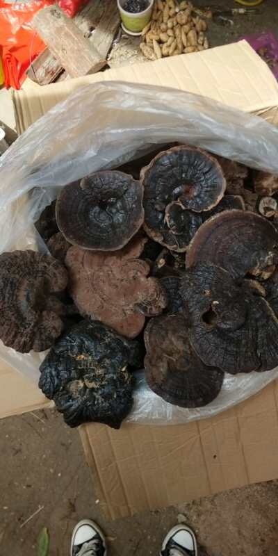 龙州县紫灵芝  广西灵芝