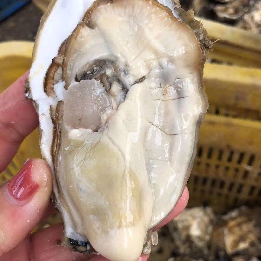 乳山市山东乳山牡蛎 3-4两/只 鲜活水产 海水