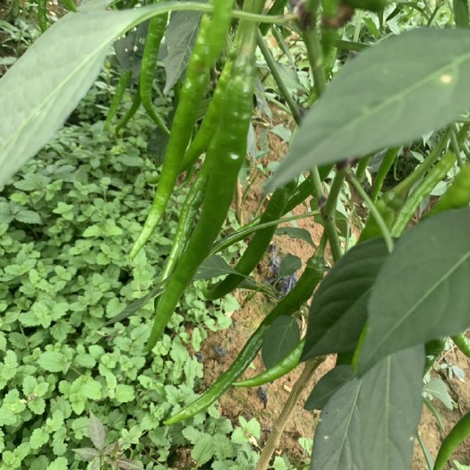 开阳县二荆条辣椒 中辣