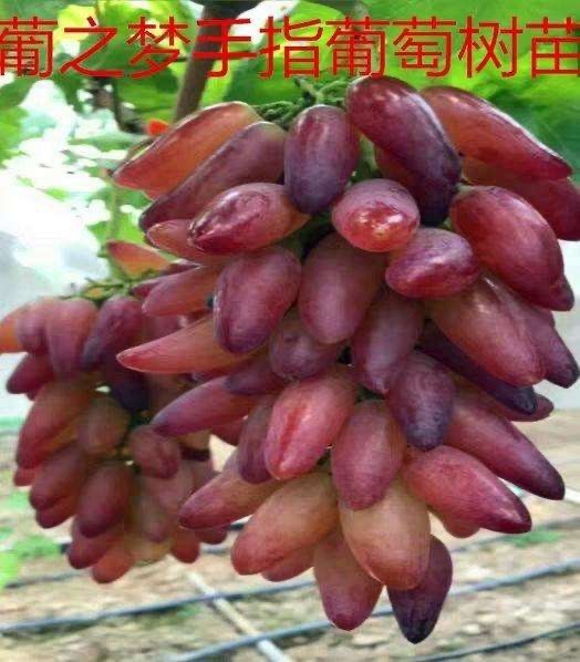 兴城市蓝宝石葡萄苗 妮娜皇后