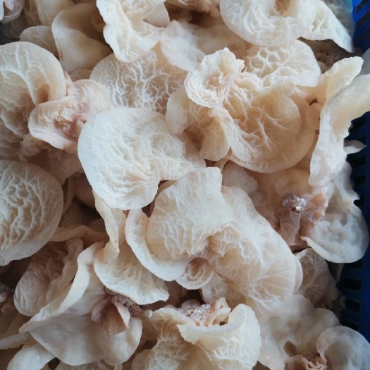 清丰县 珍惜食用菌 珍珠菌 羊肚耳 沙耳 真正大山里的味道 挑战你的