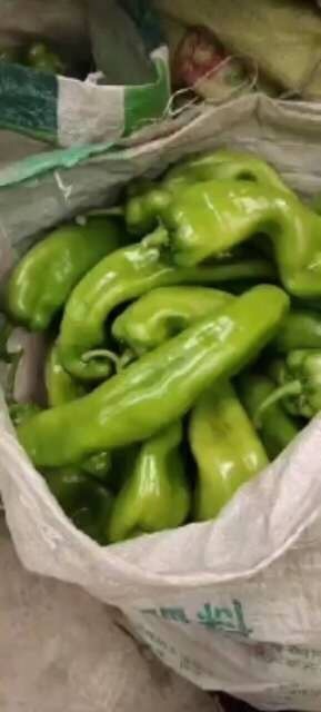 长治 新鲜尖椒