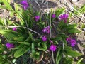 盈江县白花白芨苗 美白仙子——白芨