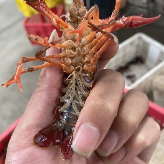 潜江市 湖北潜江小龙虾清水小龙虾小青中青大青小红中红大红炮头均有售