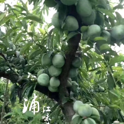 浦江县 现摘现发浦江桃形李新鲜当季孕妇水果空心李子清脆脱骨李