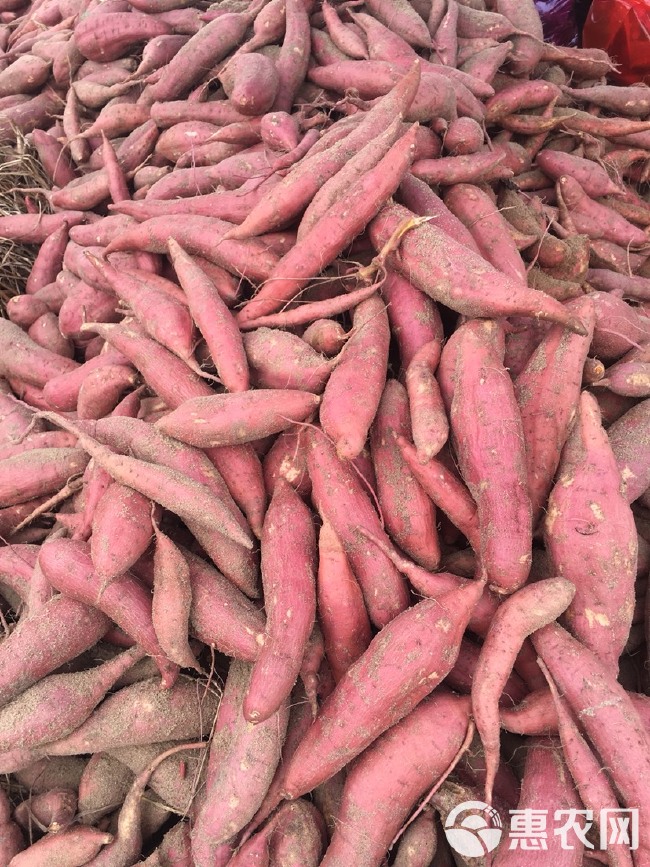 六鳌地瓜 六鳌精品蜜薯红蜜薯超市社区电商直供当季热品批发中大果红心地瓜