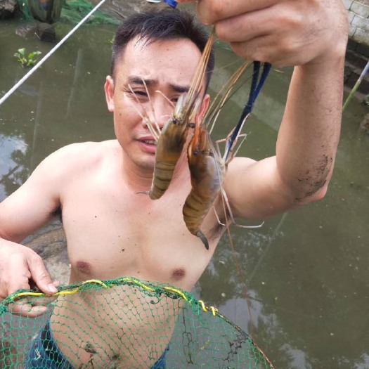 南宁罗氏沼虾