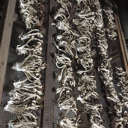 建宁县 5号茶树菇