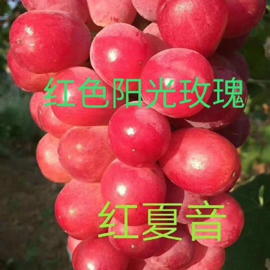 兴城市 葡萄苗几十种要的联系