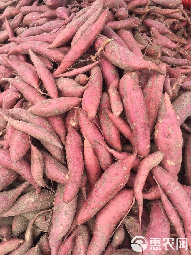 六鳌地瓜 六鳌精品蜜薯红蜜薯超市社区电商直供当季热品批发中大果红心地瓜