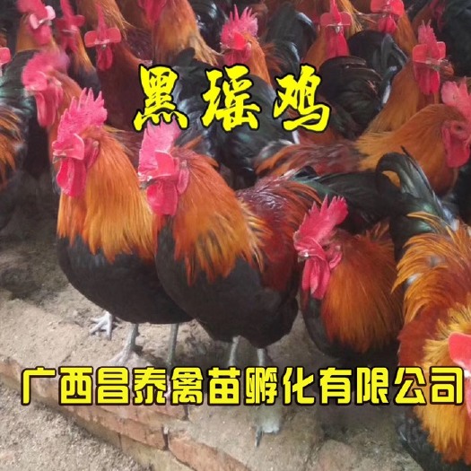 南宁 纯种黑瑶鸡苗，肉质鲜美，市场需求量大！