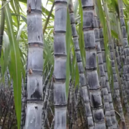 阳新县黑皮甘蔗，广东农科院品种，颜色漂亮粗壮大条