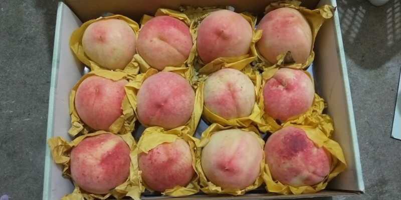 奉化水蜜桃 4两以上 60mm以上