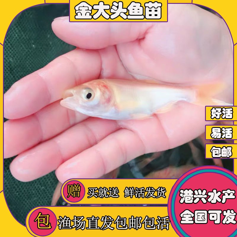 清远金大头鱼苗 金鳙大头 红花鲢鱼苗