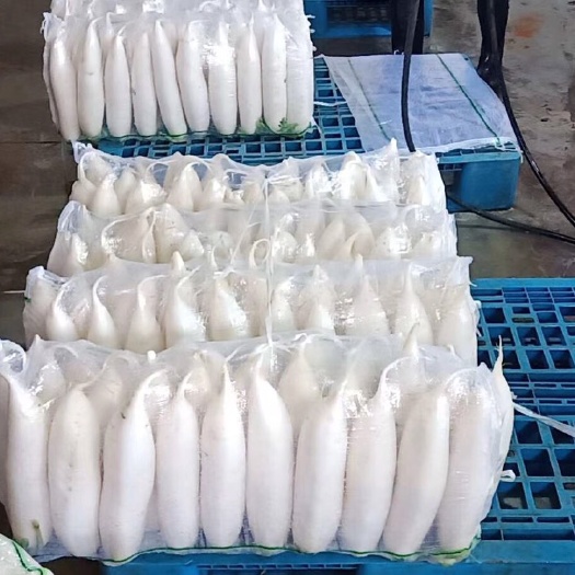 长阳县白萝卜