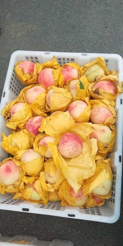 宁波奉化水蜜桃 4两以上 60mm以上