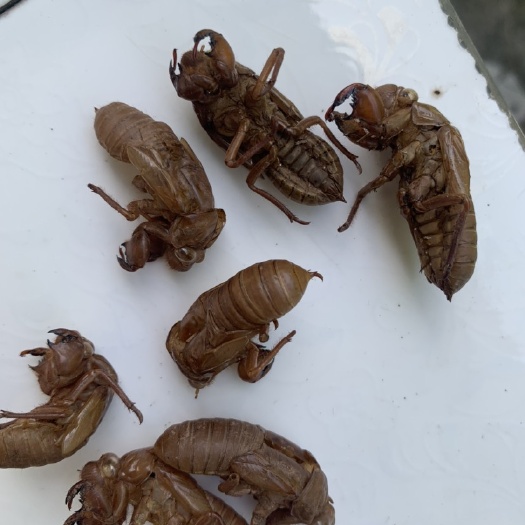 洪雅县金蝉衣蝉蜕蝉壳