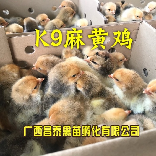 南宁K9麻黄鸡苗 统货