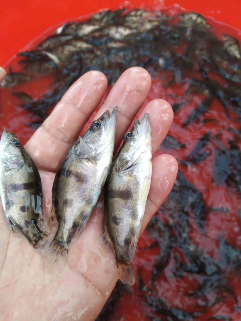 桂鱼苗现货桂花鱼苗鳜鱼苗淡水鱼苗批发桂鱼苗包送货上门