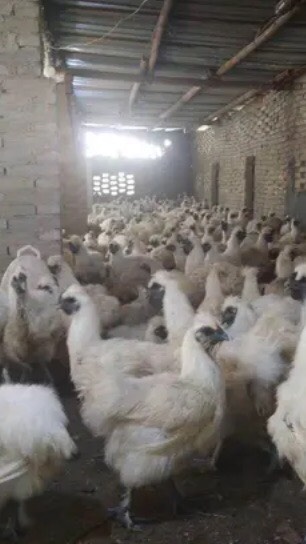 南宁乌骨鸡苗  竹丝鸡苗 白凤乌鸡苗  包打疫苗  成活到家