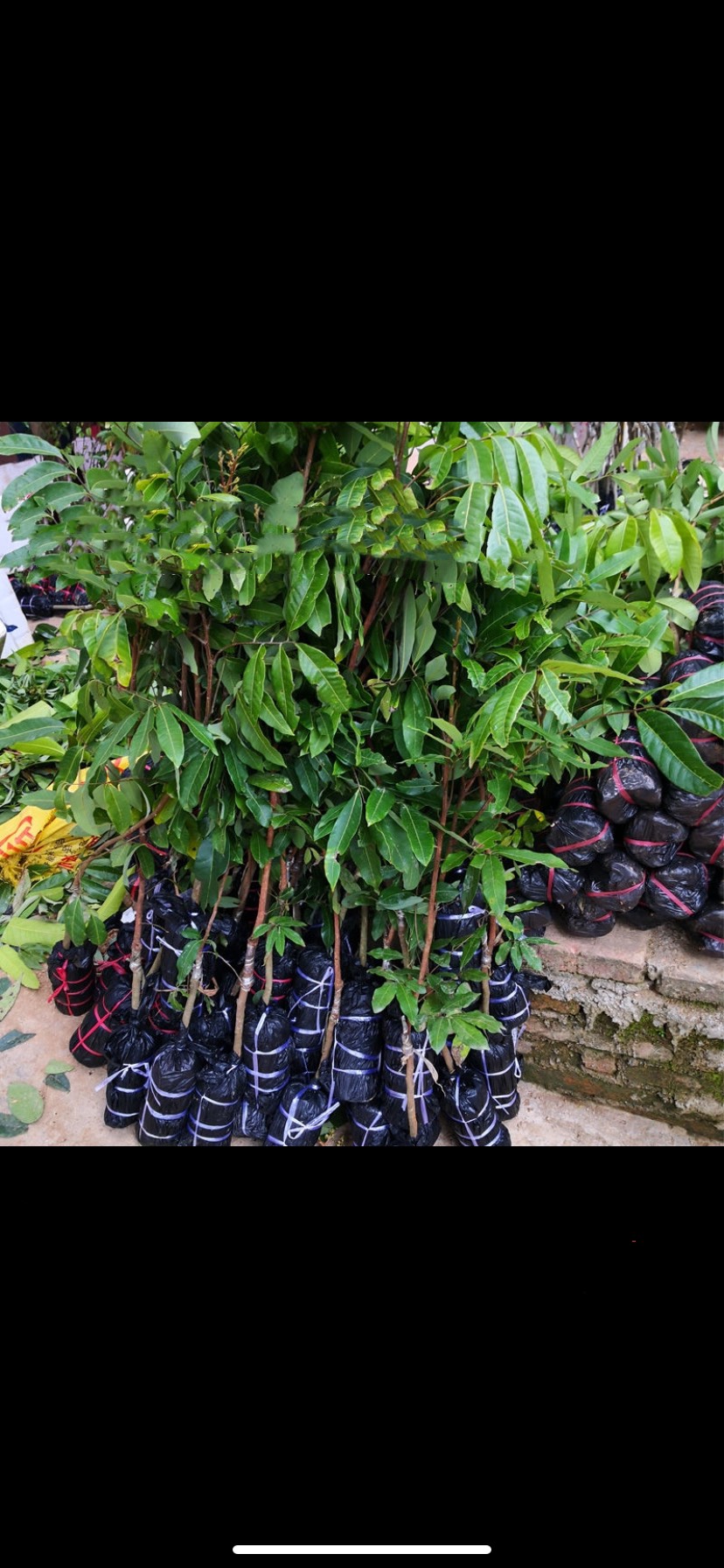  石峡龙眼苗  储良龙眼苗种植基地