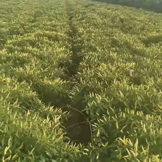 太和县 鲜泡椒 红.白泡椒 大量对外出售