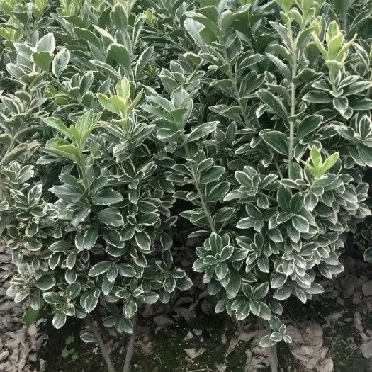 青州市 青年苗木花卉，金边黄杨