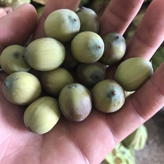 柳城县红莲子  早批草莲限量发售