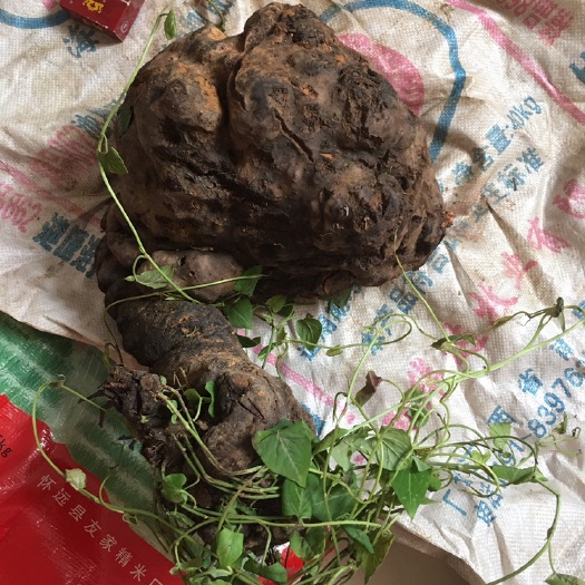 环江县天然大个何首乌