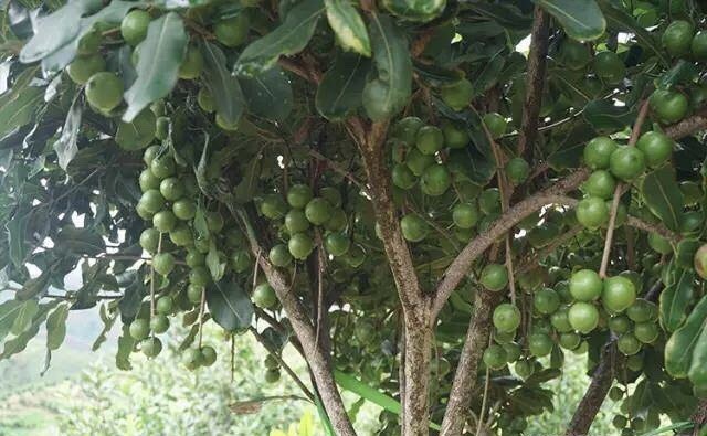 盈江县 德宏夏威夷果