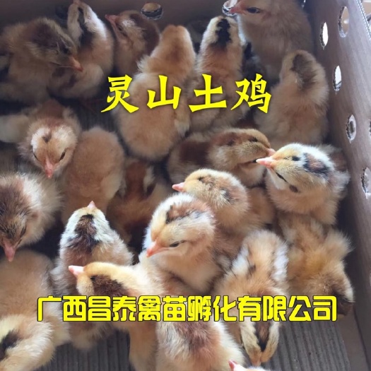南宁土鸡苗 品种纯正，信誉第一