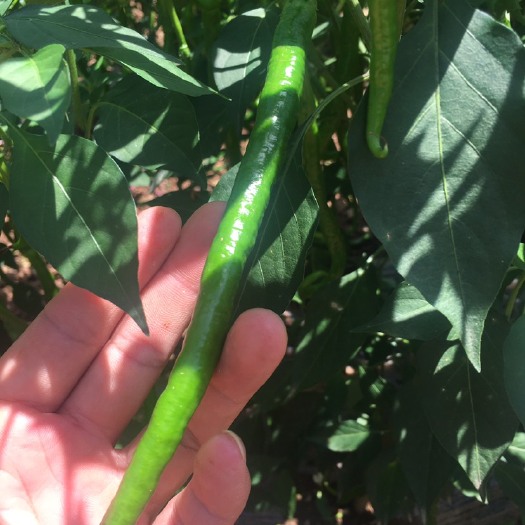 徽县二荆条辣椒 大量上市青二荆条
