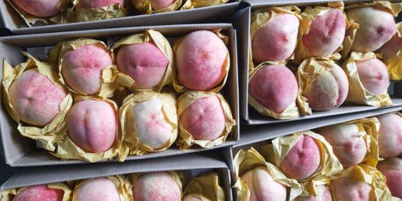 奉化水蜜桃 4两以上 60mm以上