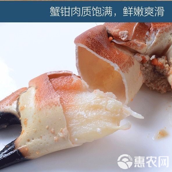 黄金蟹面包蟹海蟹珍宝蟹黄道蟹海鲜活体新鲜面包蟹