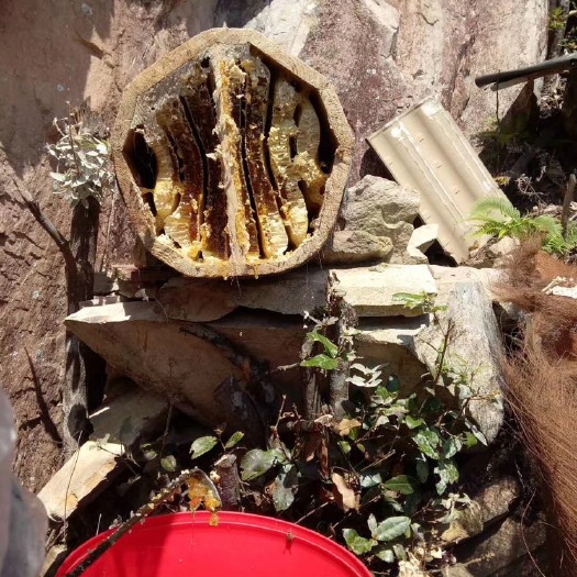 缙云县 土蜂蜜，深山土蜂蜜，正宗圆木桶蜂巢