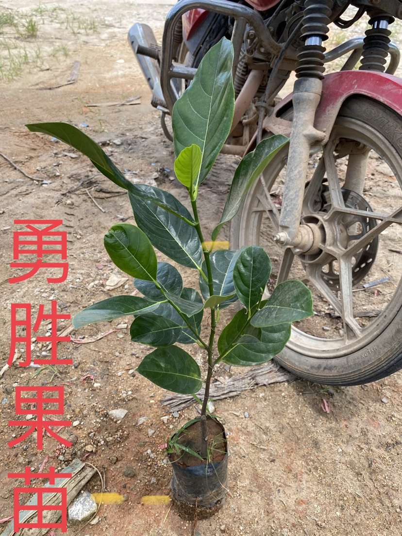  1号菠萝蜜苗单果30～60斤重5号苗黄肉 8号苗果肉红色